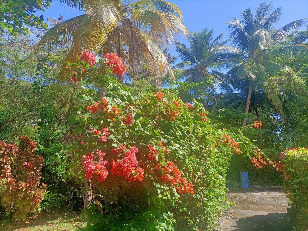 Le Colibri Ble Villa แซ็งแตนน์ ภายนอก รูปภาพ